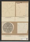 Actinoptychus bifrons A. Schum. (de-Toni-Nr.: Genus 227, Species 5524) Zeichnungen Sammlung Grunow Nr. 9559 (NHMW-BOT-W0379362)